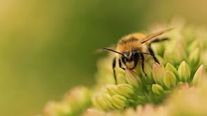 Превью обои пчела, цветок, поверхность, трава, зеленый