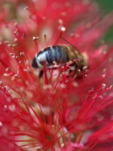 Превью обои пчела, цветок, пыльца, красный, макро