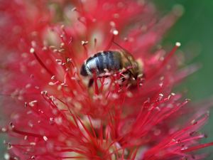 Превью обои пчела, цветок, пыльца, красный, макро