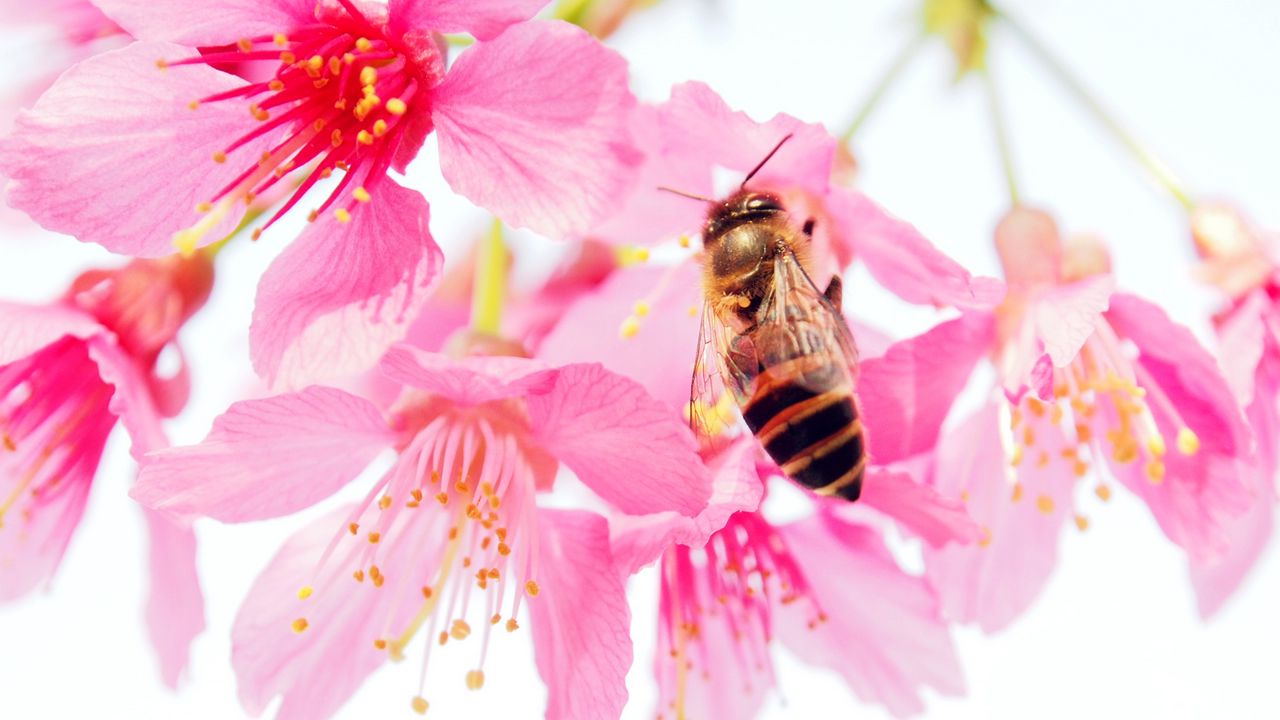 Обои пчела, цветок, пыльца, розовый, лепестки