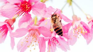 Превью обои пчела, цветок, пыльца, розовый, лепестки