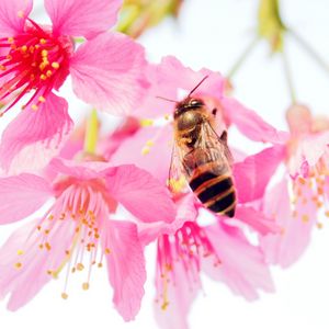 Превью обои пчела, цветок, пыльца, розовый, лепестки