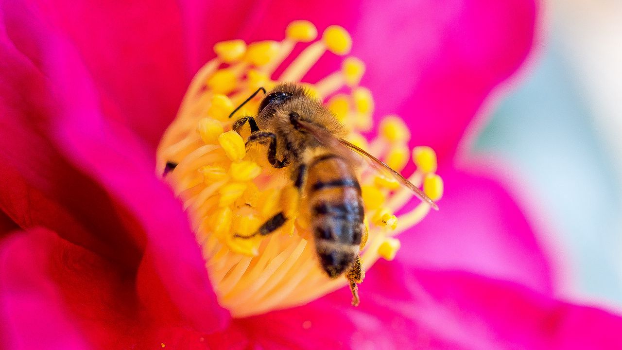 Обои пчела, цветок, пыльца, лепестки