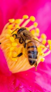 Превью обои пчела, цветок, пыльца, лепестки