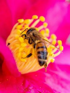 Превью обои пчела, цветок, пыльца, лепестки