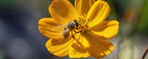 Превью обои пчела, цветок, пыльца, макро, желтый