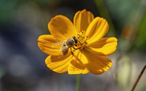 Превью обои пчела, цветок, пыльца, макро, желтый