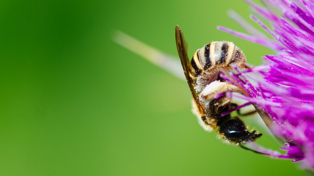 Обои пчела, цветок, пыльца