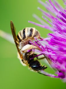 Превью обои пчела, цветок, пыльца
