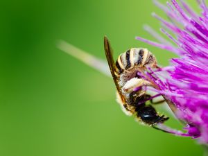 Превью обои пчела, цветок, пыльца