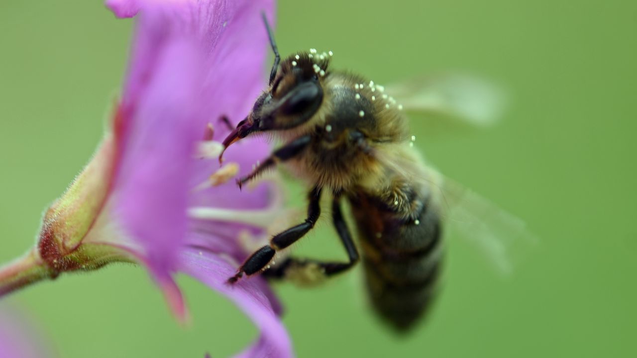 Обои пчела, цветок, пыльца, макро, блюр