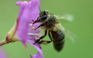 Превью обои пчела, цветок, пыльца, макро, блюр
