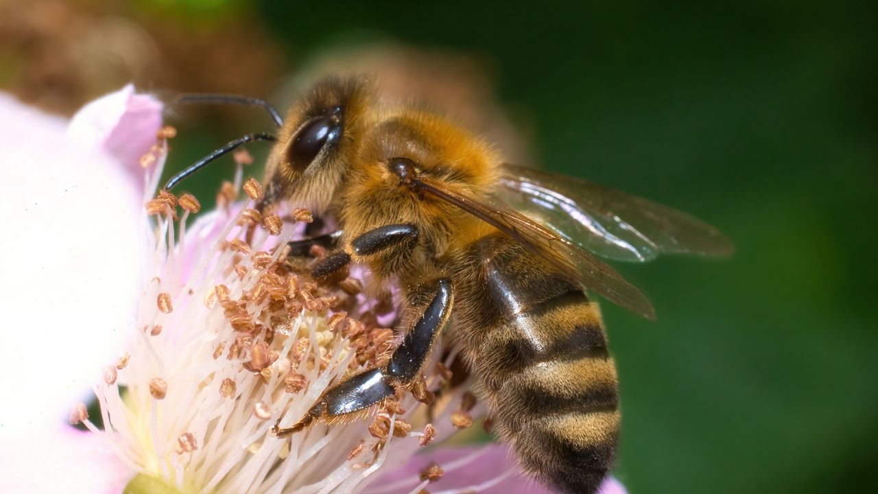 Обои пчела, цветок, пыльца, макро