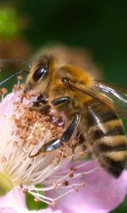 Превью обои пчела, цветок, пыльца, макро