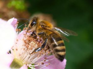 Превью обои пчела, цветок, пыльца, макро