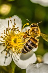 Превью обои пчела, цветок, пыльца, макро, весна