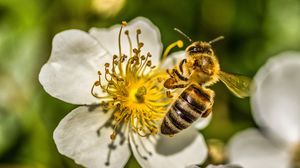 Превью обои пчела, цветок, пыльца, макро, весна