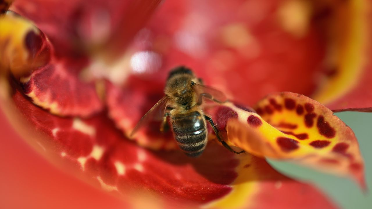 Обои пчела, цветок, размытие, макро