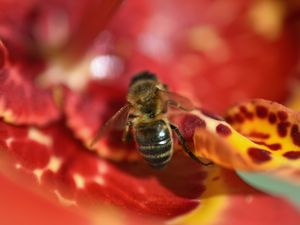 Превью обои пчела, цветок, размытие, макро