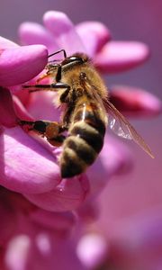 Превью обои пчела, цветок, розовый, опыление