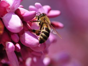 Превью обои пчела, цветок, розовый, опыление