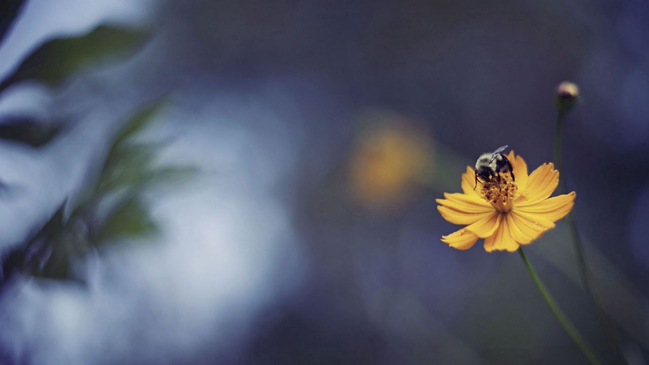 Обои пчела, цветок, свет, блики