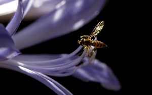 Превью обои пчела, цветок, темный фон, растение