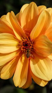 Превью обои пчела, цветок, желтый, лепестки, макро