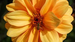 Превью обои пчела, цветок, желтый, лепестки, макро