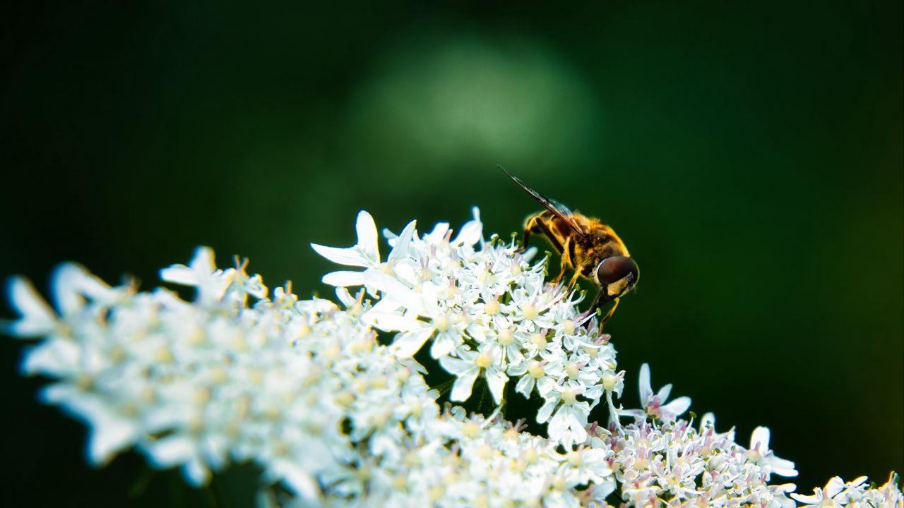 Обои пчела, цветы, белый, макро