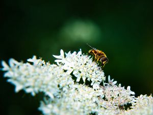 Превью обои пчела, цветы, белый, макро