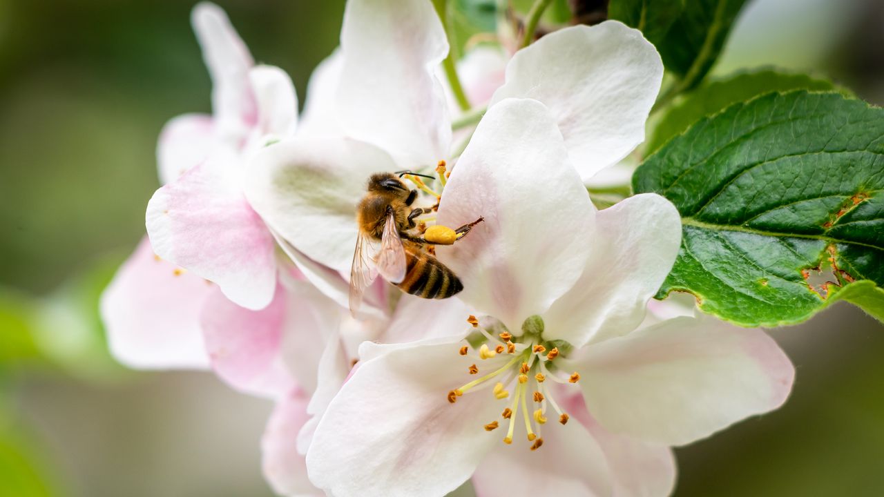 Обои пчела, цветы, лепестки, макро, размытие