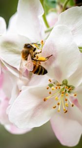 Превью обои пчела, цветы, лепестки, макро, размытие