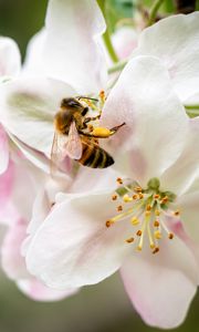 Превью обои пчела, цветы, лепестки, макро, размытие