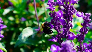 Превью обои пчела, цветы, макро, опыление