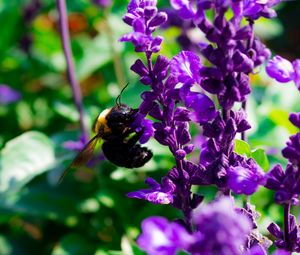 Превью обои пчела, цветы, макро, опыление