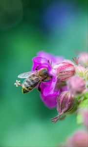 Превью обои пчела, цветы, макро