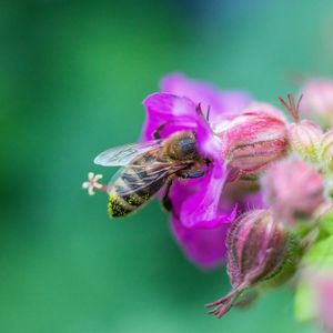 Превью обои пчела, цветы, макро