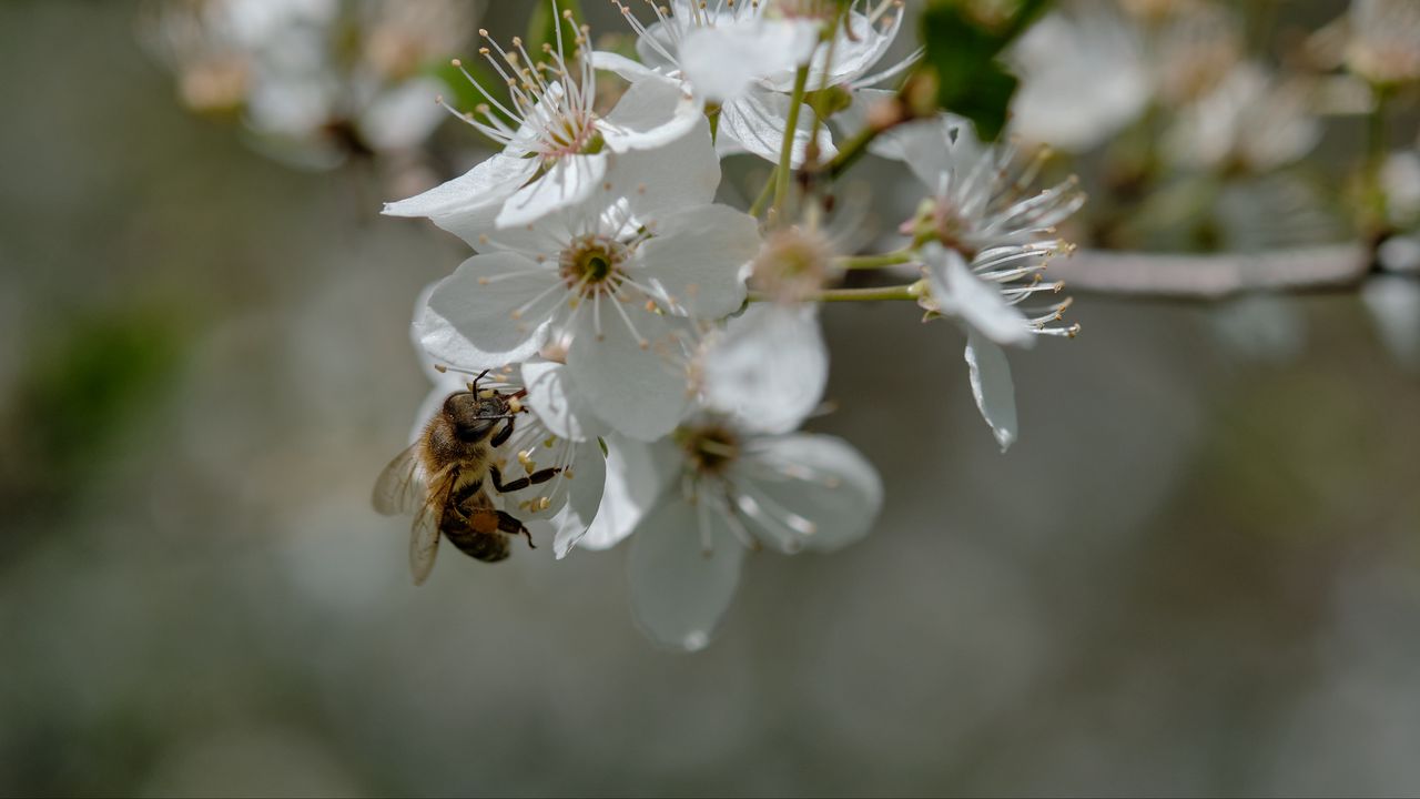 Обои пчела, цветы, макро, весна