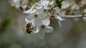 Превью обои пчела, цветы, макро, весна