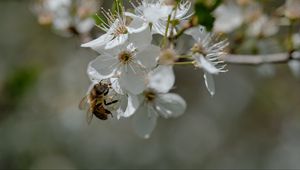 Превью обои пчела, цветы, макро, весна