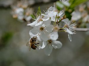 Превью обои пчела, цветы, макро, весна