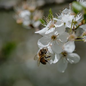Превью обои пчела, цветы, макро, весна