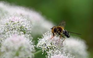 Превью обои пчела, цветы, насекомое, макро, блюр