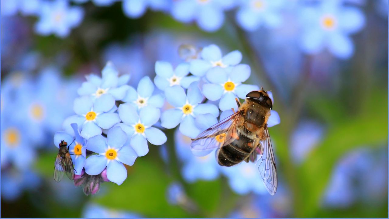 Обои пчела, цветы, опыление, насекомое