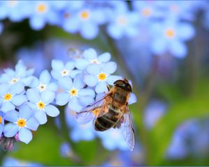 Превью обои пчела, цветы, опыление, насекомое