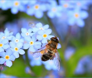 Превью обои пчела, цветы, опыление, насекомое