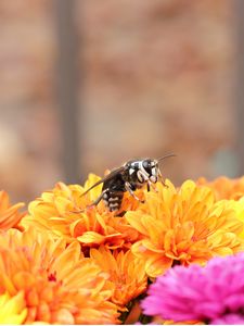 Превью обои пчела, цветы, опыление