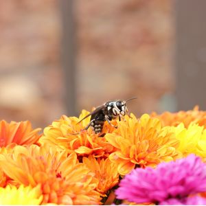 Превью обои пчела, цветы, опыление