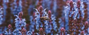 Превью обои пчела, цветы, опыление, насекомое, синий